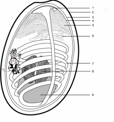 zarodnik  Nosema